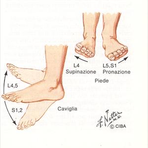 Sciatic Nerve Picture - Where Does It Hurt? Skeletomuscular Pain