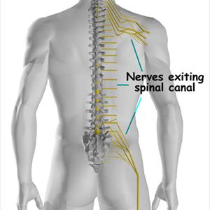 Sciatic Nerve Help - Sciatica