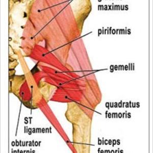 Sciatica Cortisone - Sciatica - Discover These 5 Amazing Tips And Be Pain Free Now!