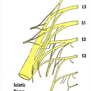 Sciatic Neuralgia Treatments - Back Pain In Pregnant Women--Why Your Low Back Hurts During Pregnancy, And How To Get Relief